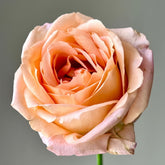 Romantica Vuvuzela Rose